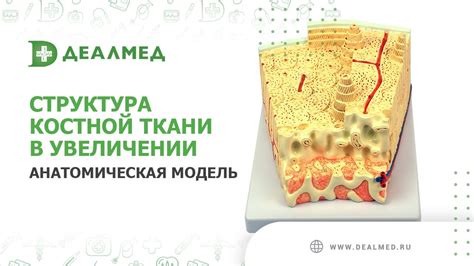 Ролевая игра в увеличении костной массы