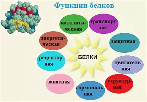 Ролевая функция белка в организме