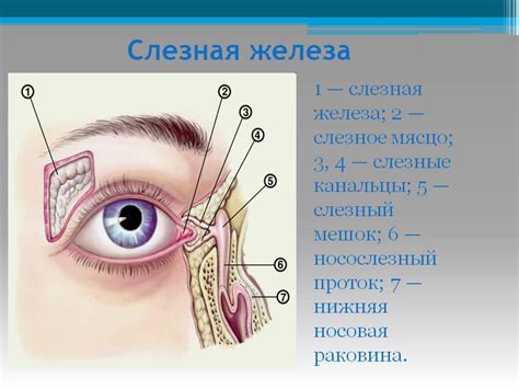 Ролевое влияние давления на слезные железы