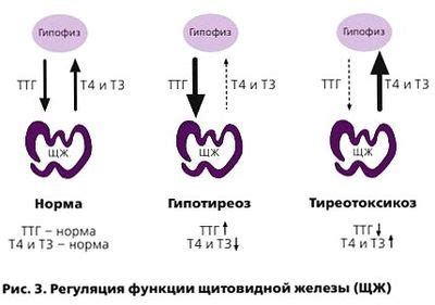 Ролевой прививки тиреоидным гормонам