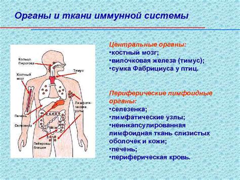 Роли иммунной системы в поддержании тепла тела