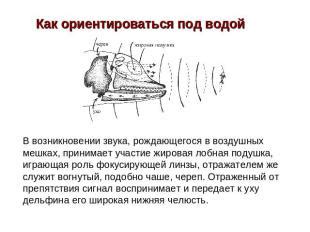 Роли небных дуг в возникновении храпового звука