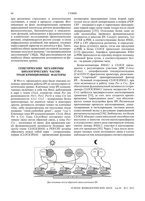 Роли ритмов и циркадианной системы