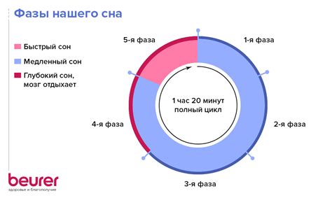 Роли сна в организме и его фазы