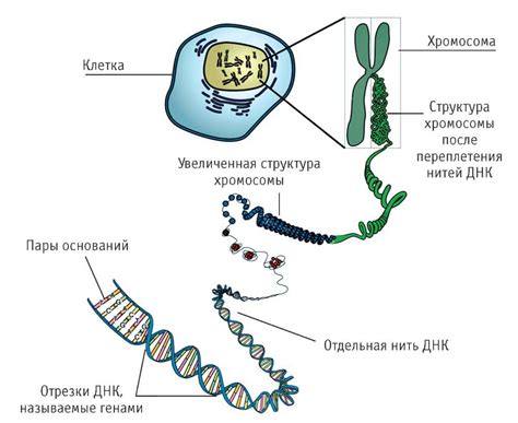 Роль ДНК в биологии