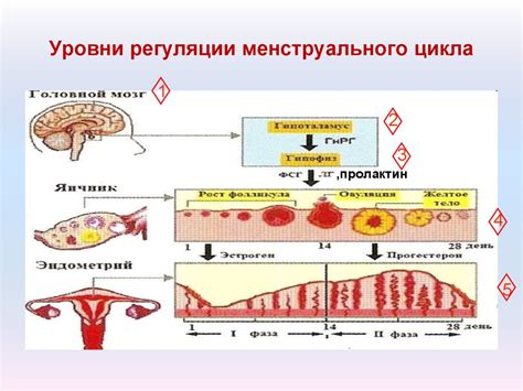 Роль Дюфастона в регуляции менструального цикла