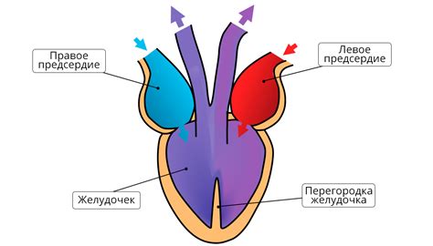 Роль Якобсонового органа у пресмыкающихся