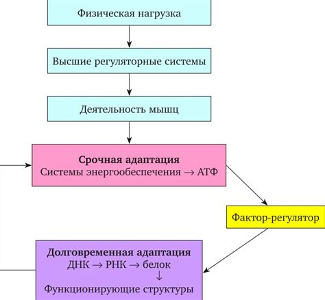 Роль адаптации организма к физической активности в процессе выделения слизи