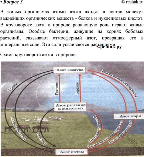 Роль азота в клеточном метаболизме