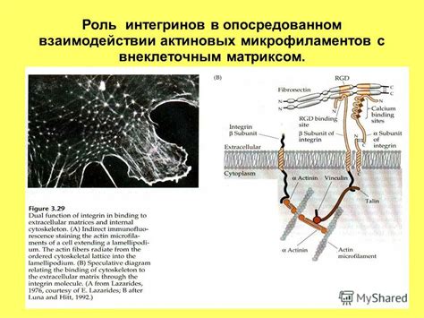 Роль актиновых микрофиламентов в движении амебы