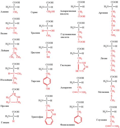 Роль аминокислот в биологических процессах