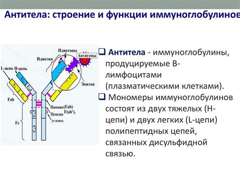 Роль антител в аллергии