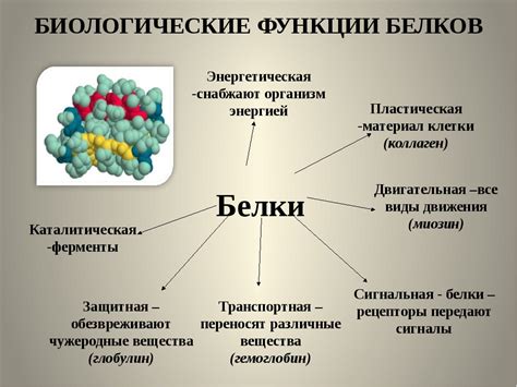 Роль белков в печеночной коме