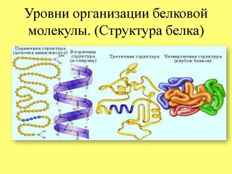 Роль белков в структуре клеток