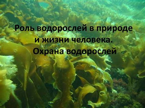 Роль бурых водорослей в экосистеме