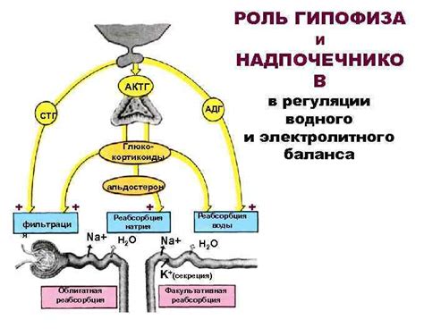 Роль вазопрессина в регуляции электролитного баланса