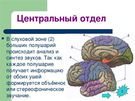 Роль взаимосвязи обоих ушей в аудиоперцепции