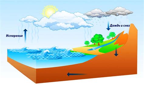 Роль воды в нутриентном цикле