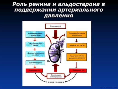 Роль воды в поддержании нормального артериального давления