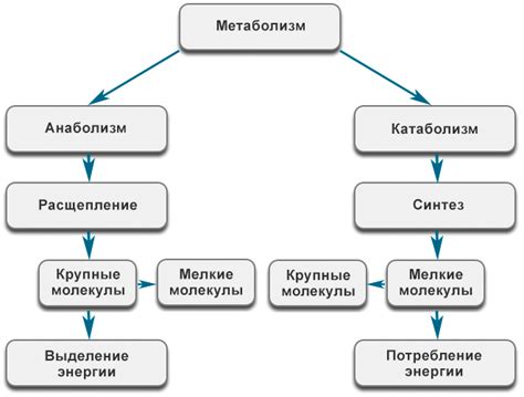 Роль в обмене веществ