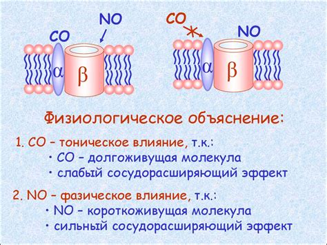 Роль в регуляции