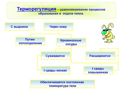 Роль в терморегуляции