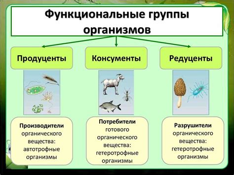 Роль в экосистеме