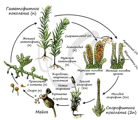 Роль гаметофита в жизненном цикле мхов