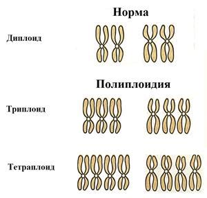 Роль гаплоидного набора хромосом в гаметах