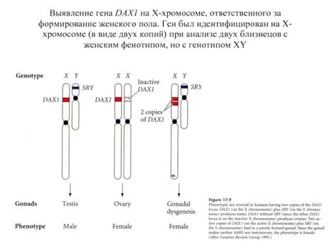 Роль гена на хромосоме X