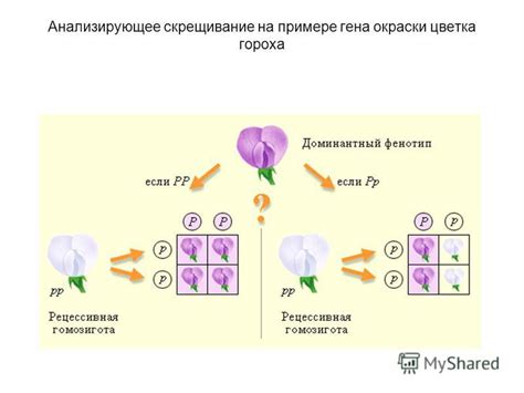 Роль гена окраски