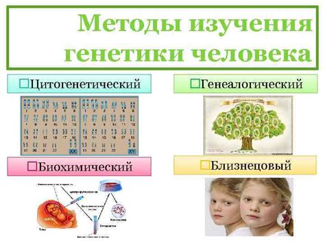 Роль генетики в определении предпочтительной руки у ребенка