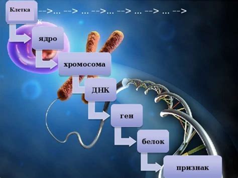 Роль генов в ощущении сладости воды