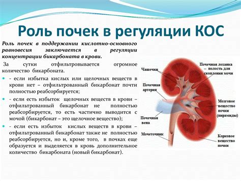 Роль гидратации в регуляции концентрации крови