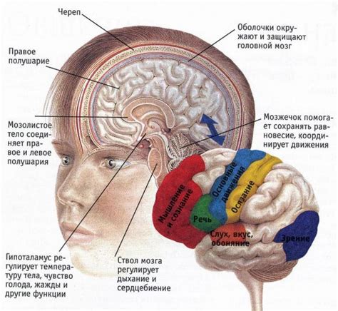 Роль головного мозга в процессе осознания