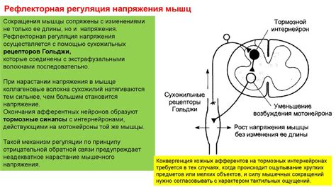 Роль головного мозга в функции спинного мозга