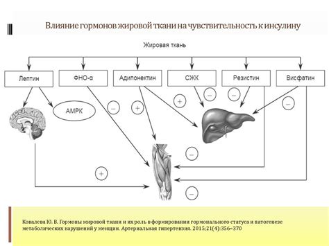 Роль гормонального баланса в формировании животика