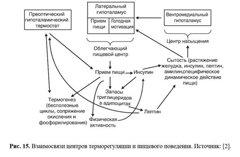 Роль гормона лептина в организме