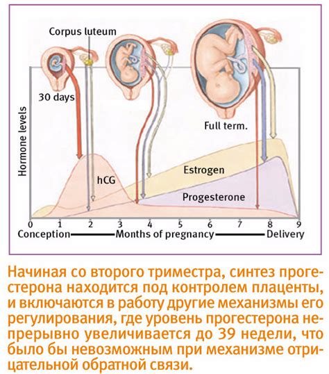 Роль гормона прогестерона при сохранении беременности