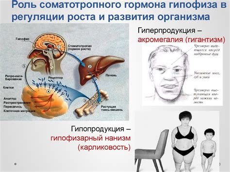 Роль гормона роста в обмене веществ