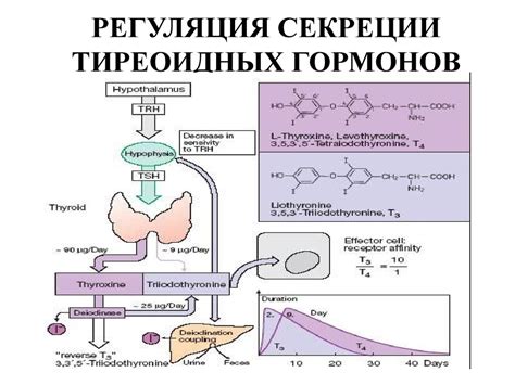 Роль гормонов: ауксины и цитокинины