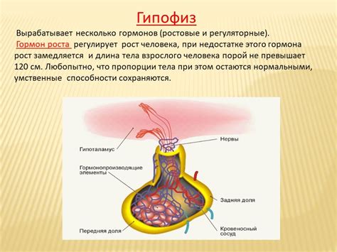 Роль гормонов в изменении давления