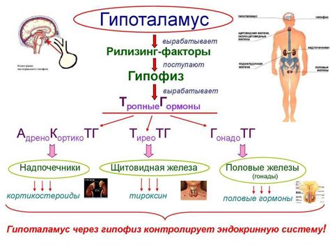 Роль гормонов в организме: основные принципы взаимодействия