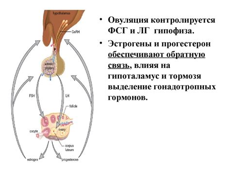 Роль гормонов в остановке роста костей