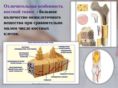 Роль гормонов в развитии костной ткани