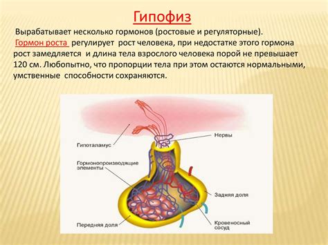 Роль гормонов в росте бороды