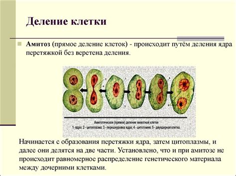 Роль деления клеток в росте организмов