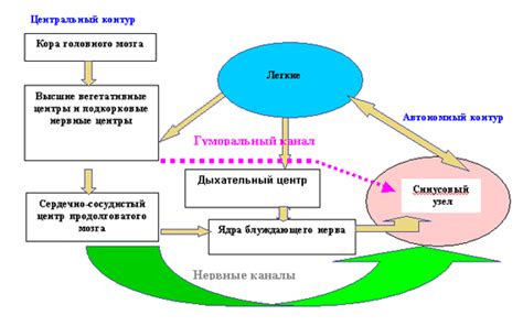 Роль дыхания в регуляции пульса