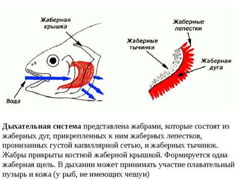 Роль жаберной сети у рыб