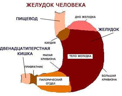 Роль желудка в пищеварении